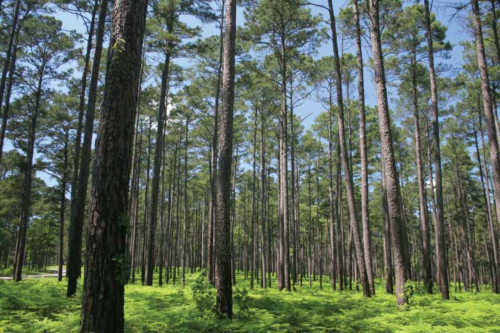 Sam Houston National Forest, Texas.