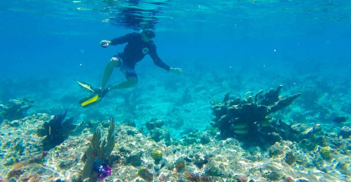 snorkeling tampa