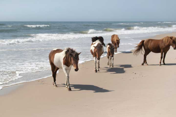 Assateague Island National Seashore.