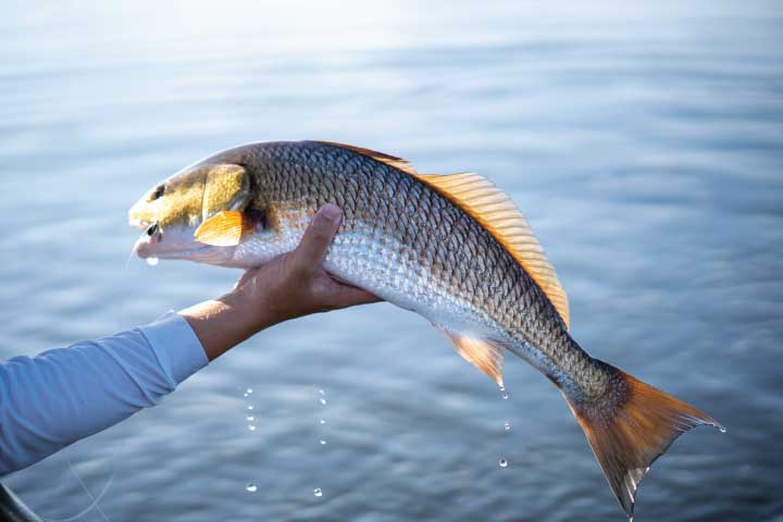 Drum Fishing in Savannah, GA.