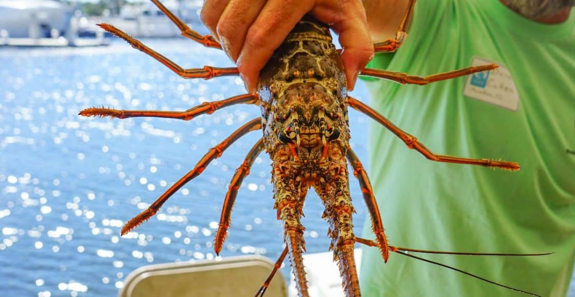 lobster mini season