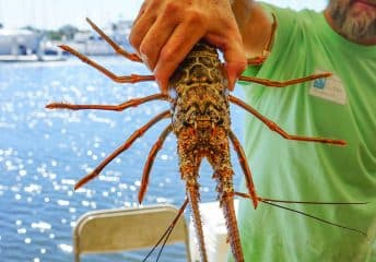 lobster mini season