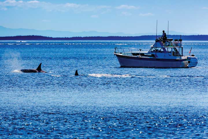 Boat and Whales in Puget Sound, Seattle, Washington.