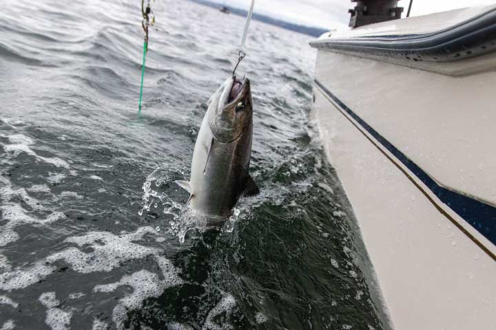 Salmon Fishing in Puget Sound, Seattle, Washington.