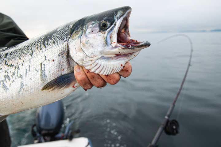 Salmon Fishing in Seattle.