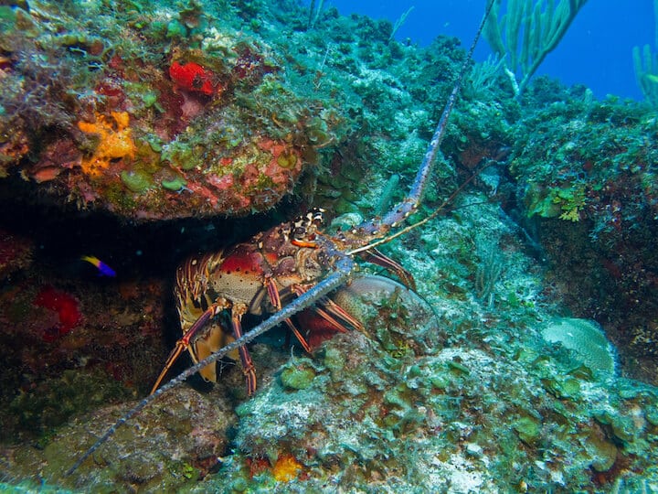 when is lobster mini season in the keys