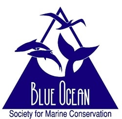 blue ocean society