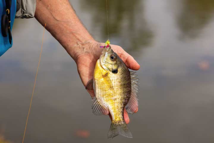 Bluegill Fishing Near Dallas, Texas.