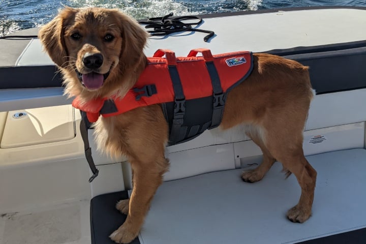 dog life vest