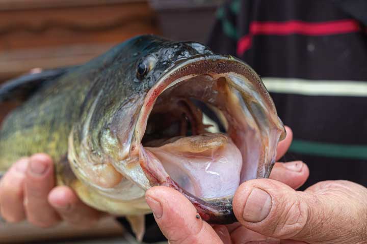 Largemouth Bass Fishing in Los Angeles.