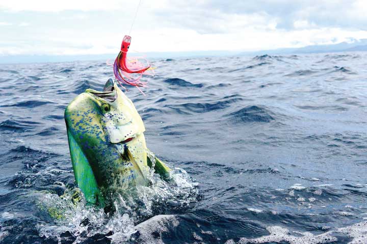 Mahi mahi fishing in Honolulu.