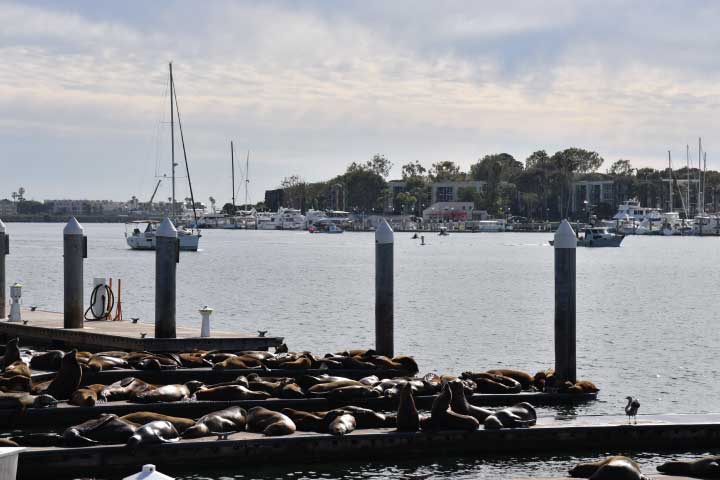 Marina del Rey Harbor.