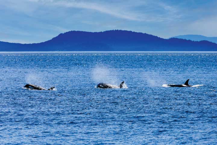 Puget Sound Whales.