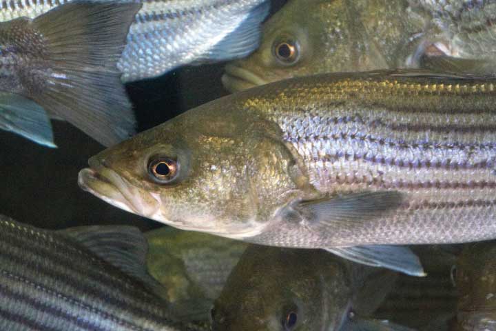 Striped Bass Fishing in New Jersey.