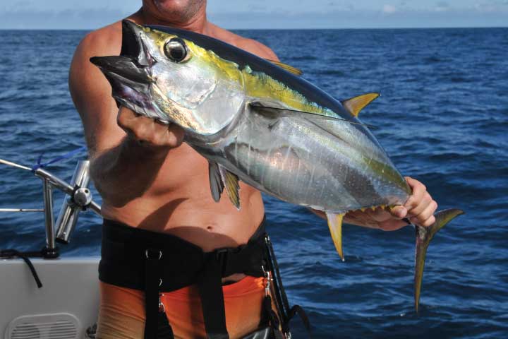 Yellowfin Tuna Fishing in Los Angeles.