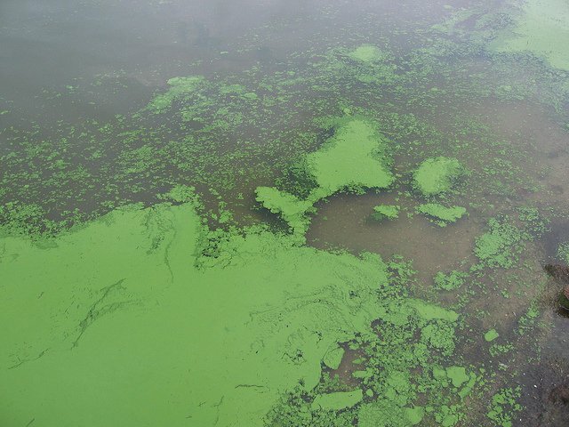 Algal bloom