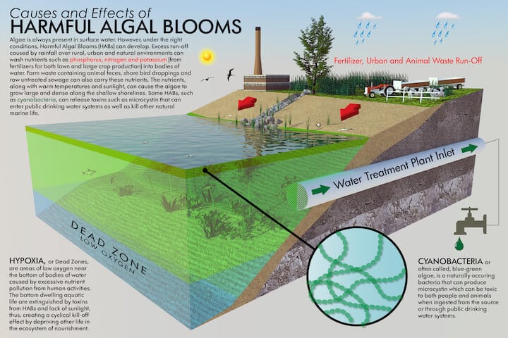 effects of algal blooms