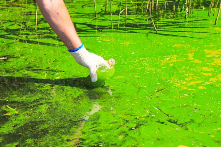 what causes algae blooms