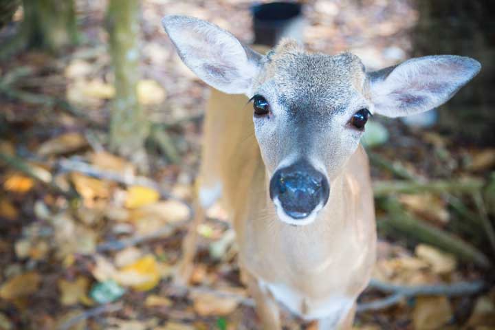 Big Pine Key Deer.