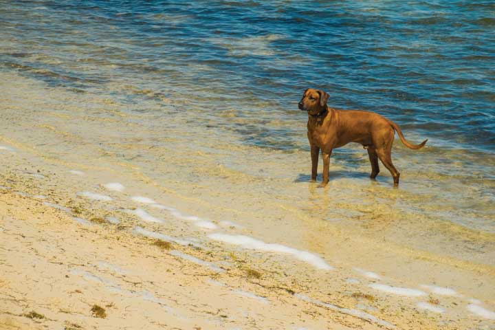 Dog Beach, Key West.