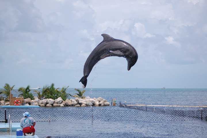 Dolphin Research Center at Grassy Key.