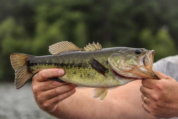 Largemouth Bass, Lake Norman.