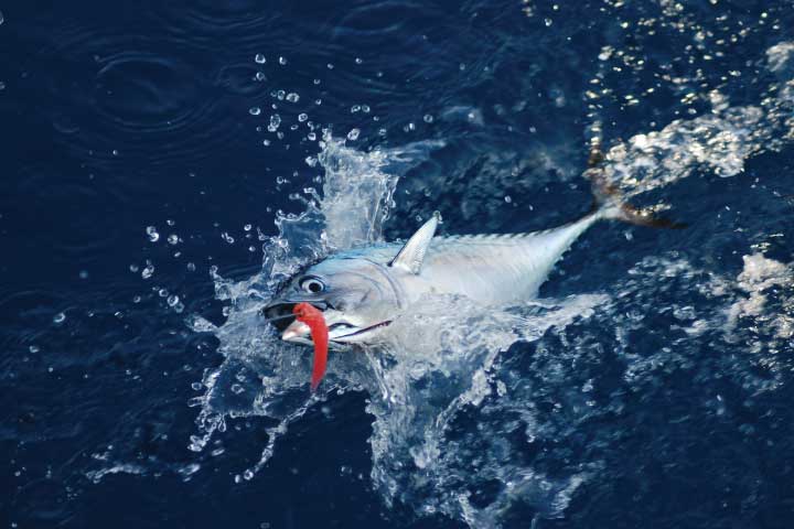 Tuna Fishing in Jacksonville, Florida.