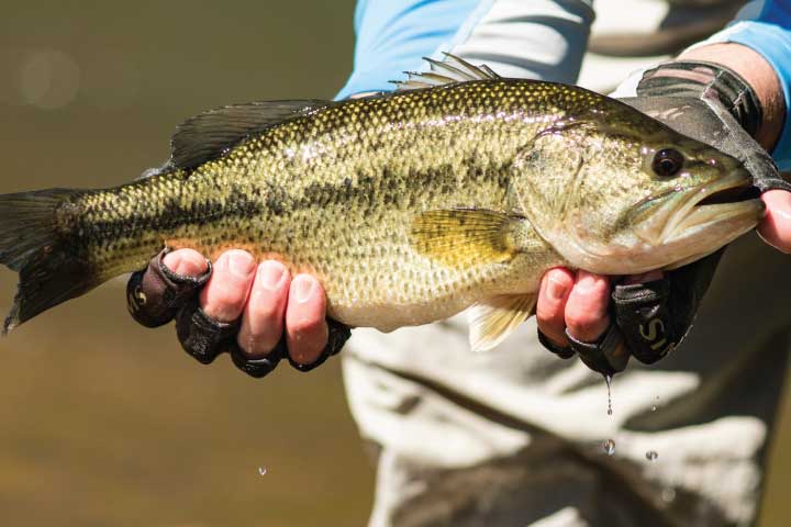 San Joaquin River Bass.