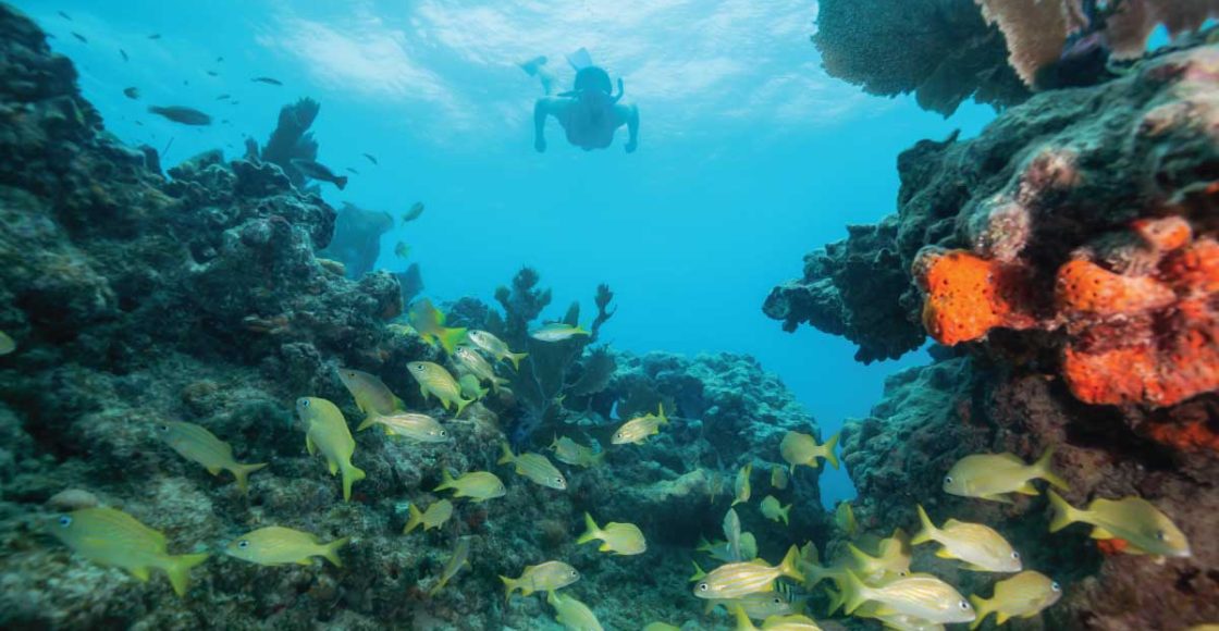 Snorkeling in St. Pete Beach.