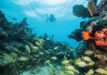 Snorkeling in St. Pete Beach.