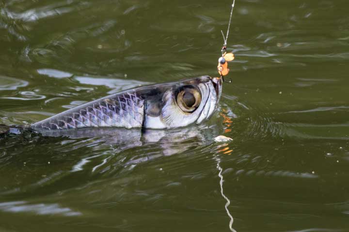 Tarpon Fishing, Marathon, Florida.