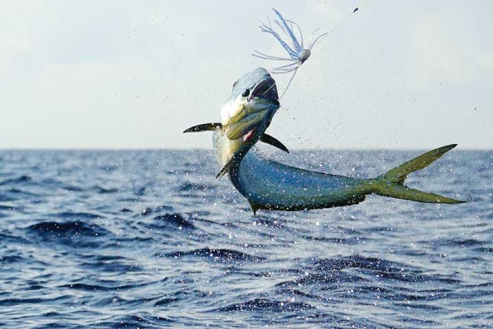 Deep Sea Fishing in Florida, Mahi-Mahi.