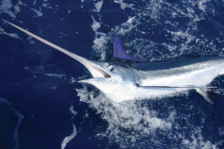 Deep Sea Fishing in Florida, Sailfish.