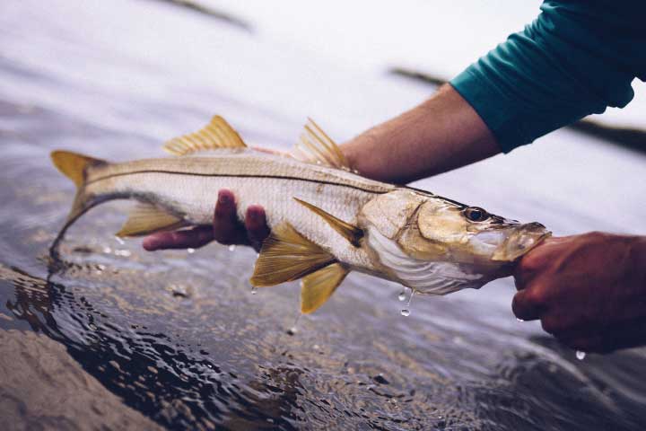 Snook Fishing.