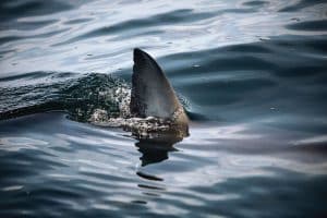 Shark-Infested Spots in the United States.