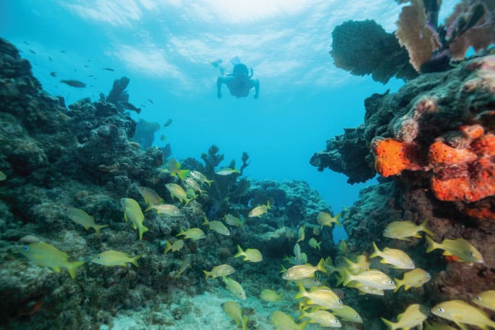 Clearwater Snorkeling.