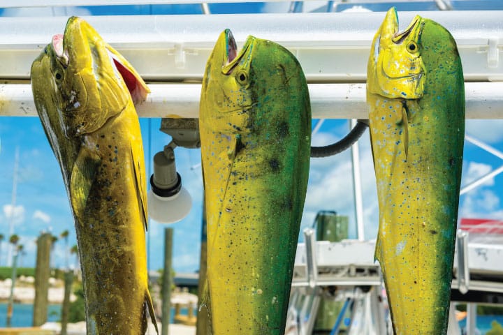 Dolphinfish Fishing in Islamorada.