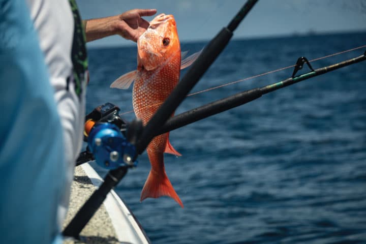 Snapper Fishing in Clearwater.