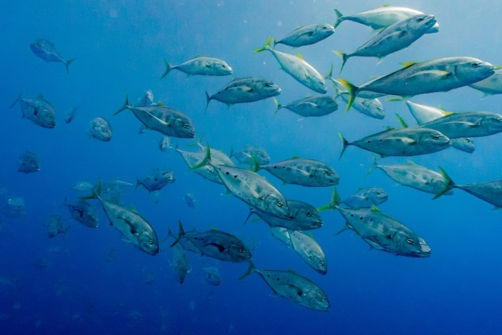 amberjack fishing marco island