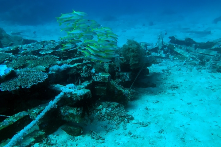 artificial reef fish