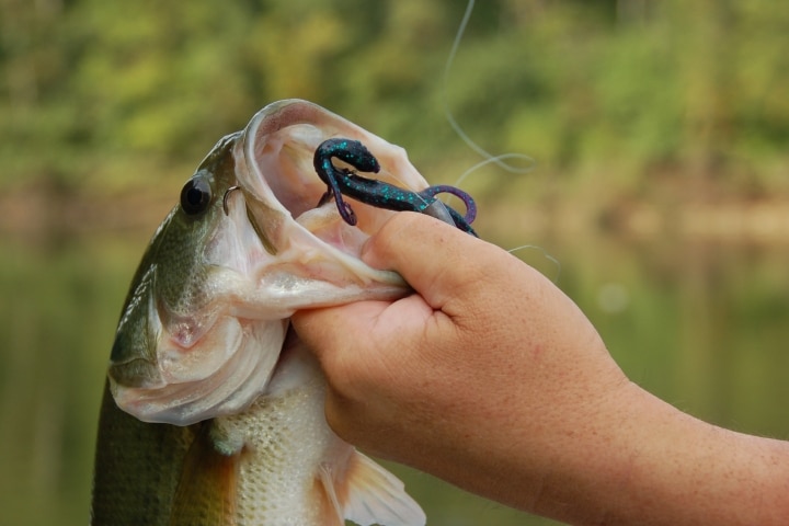 bass lures fishing lake conroe