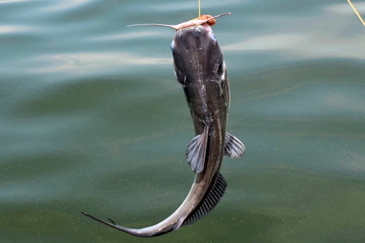 catfish fishing