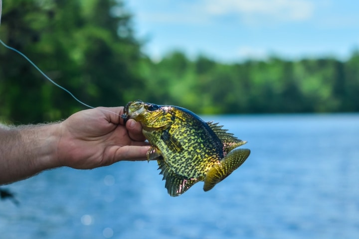 crappie fishing