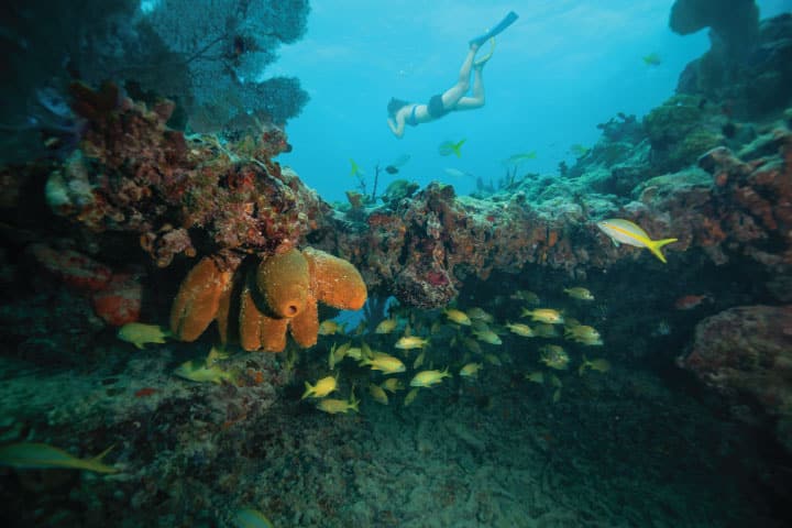 Snorkeling in Key West.