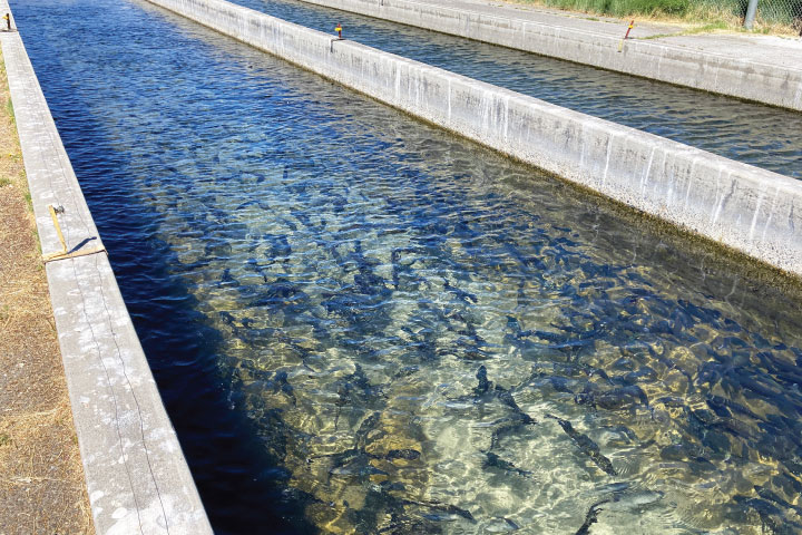 Fish hatchery.