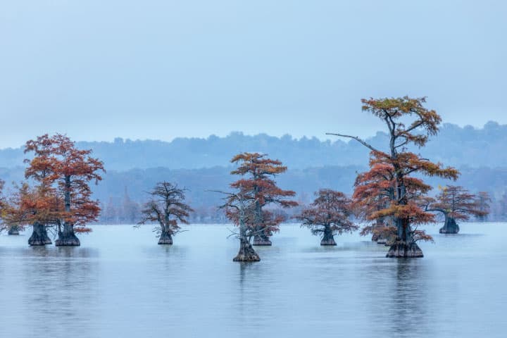 Reelfoot Lake, Tennessee.