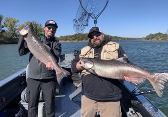 King salmon caught with a fishing guide on Folsom Lake, California