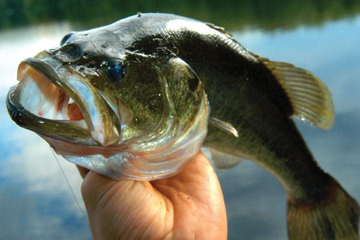 Bass fishing in Lake Hartwell