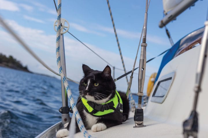 Cat in life vest.