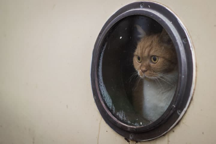 Cat looking out boat porthole.
